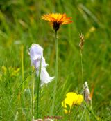 Baertige Glockenblume